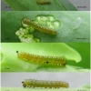 anth cardamines larva1 volg